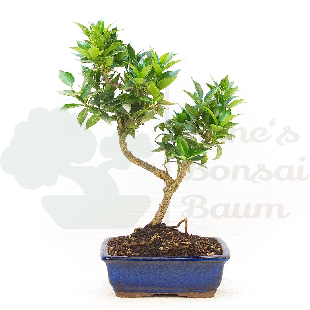 Bitterorange 'Citrus myrtifolia'